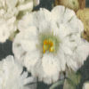 Herbaria  Obsidian W912-02